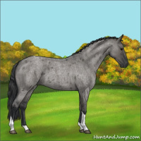 Horse Color:Grullo Roan Tobiano 