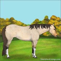 Horse Color:Buckskin Roan Dun Tobiano 
