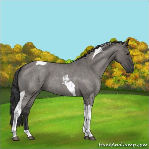 Horse Color:Grullo Roan Tobiano