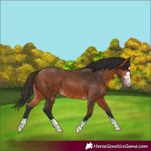 Horse Color:Bay 