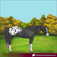 Horse Color:Black Splash Appaloosa 