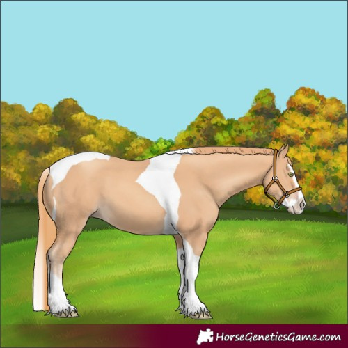 Horse Color:Gold Champagne Splash Tobiano 