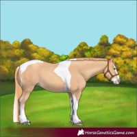 Horse Color:Gold Champagne Splash Tobiano