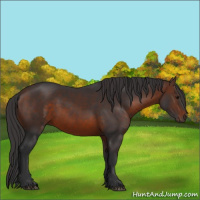 Horse Color:Brown 