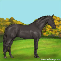 Horse Color:Smoky Black 
