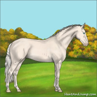 Horse Color:Cremello 