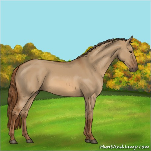 Horse Color:Red Dun 