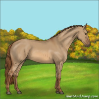 Horse Color:Red Dun 