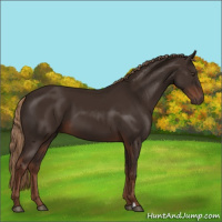 Horse Color:Liver Chestnut 