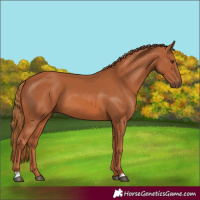 Horse Color:Chestnut 