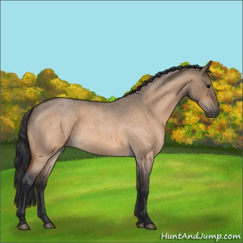 Horse Color:Bay Roan Dun 