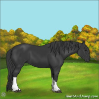 Horse Color:Black 