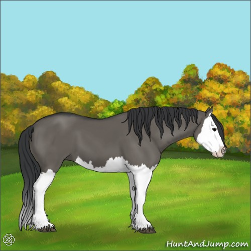Horse Color:Grullo Splash 
