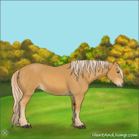 Horse Color:Palomino 