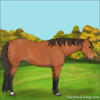 Horse Color:Bay 
