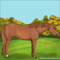 Horse Color:Chestnut 