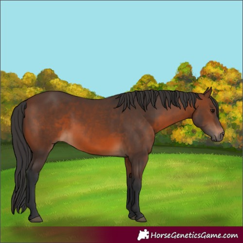 Horse Color:Brown 