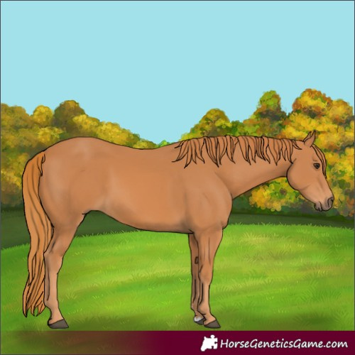 Horse Color:Chestnut 