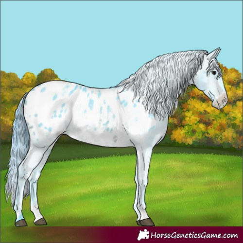 Horse Color:Watercolor White Spotted Brown Appaloosa Rabicano 