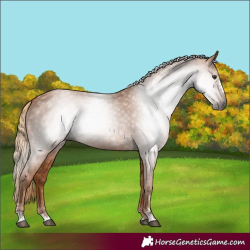 Horse Color:Gray Chestnut 