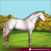 Horse Color:Gray Chestnut 