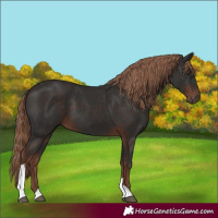 Horse Color:Liver Chestnut Tobiano 