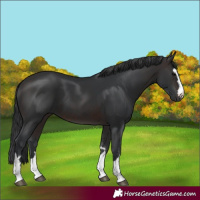 Horse Color:Brown 