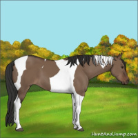 Horse Color:Liver Red Dun Tobiano 