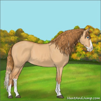 Horse Color:Red Dun Splash