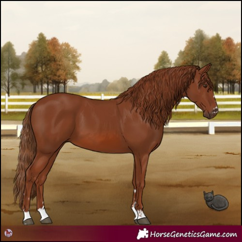 Horse Color:Chestnut 