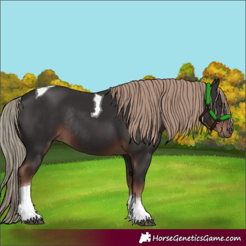 Horse Color:Liver Chestnut Tobiano Rabicano 
