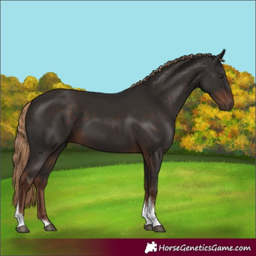 Horse Color:Liver Chestnut Tobiano 