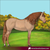 Horse Color:Red Dun 