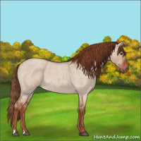 Horse Color:Red Dun Roan 
