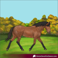 Horse Color:Bay 