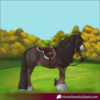 Horse Color:Liver Chestnut Tobiano
