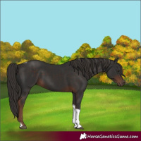 Horse Color:Liver Chestnut Tobiano 