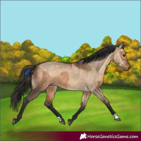 Horse Color:Brown Dun and Brown Dun