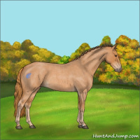 Horse Color:Red Roan 