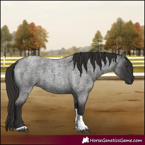 Horse Color:Liver Red Roan Tobiano
