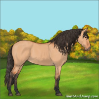 Horse Color:Bay Dun