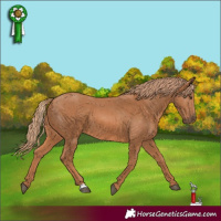 Horse Color:Chestnut 