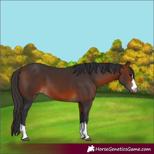 Horse Color:Bay 