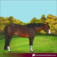 Horse Color:Bay 