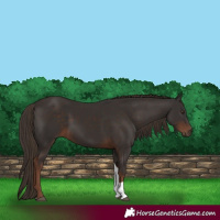 Horse Color:Liver Chestnut Tobiano 
