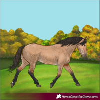 Horse Color:Bay Dun 