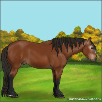 Horse Color:Gray Bay 