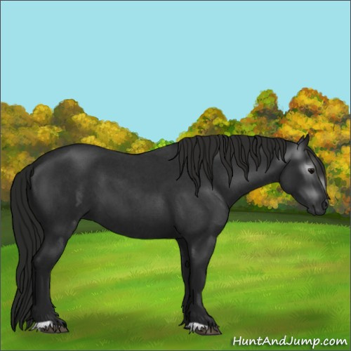 Horse Color:Gray Blue Roan