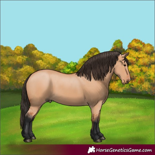 Horse Color:Bay Dun 