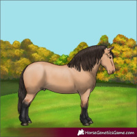 Horse Color:Bay Dun 